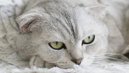 爱游戏官网-关于举办2025中国足球协会杯决赛的通知